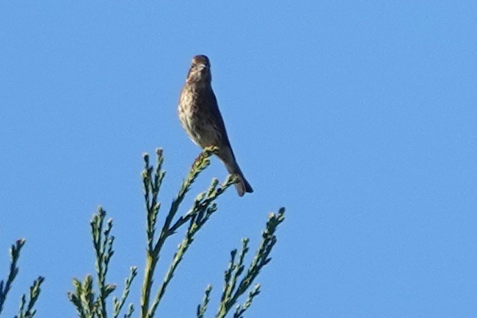 Purple Finch - ML646014491
