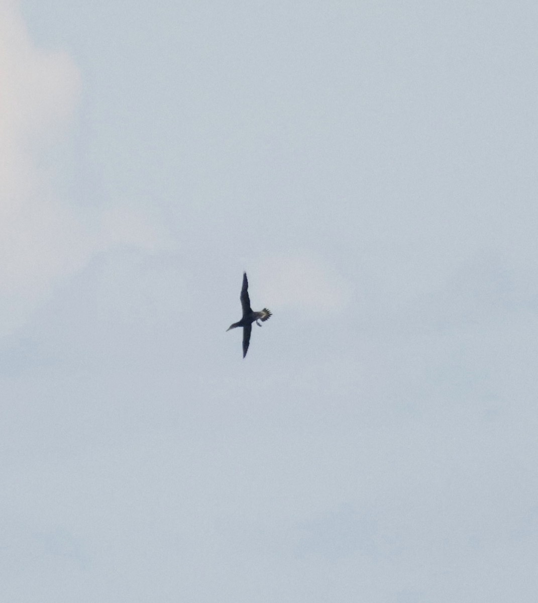 Сула атлантична - ML646014492