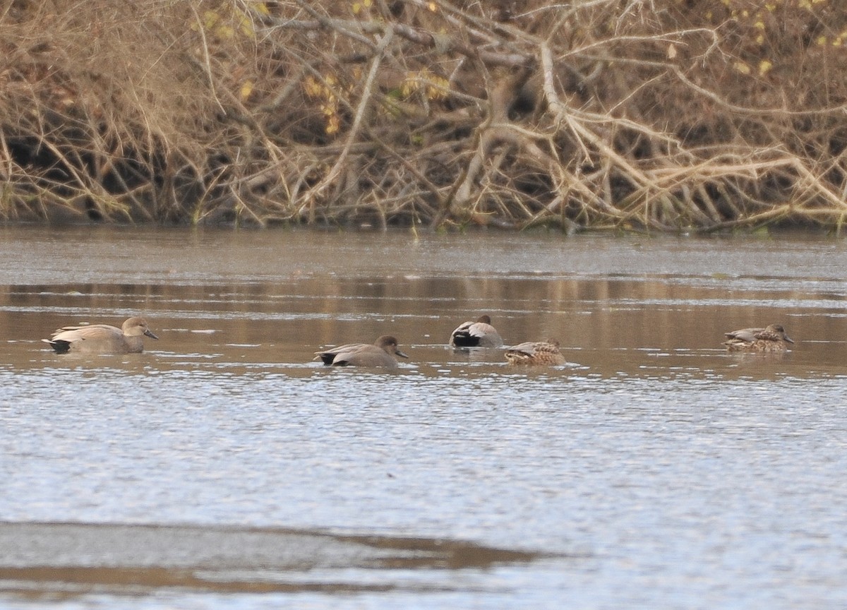 Gadwall - ML646014502
