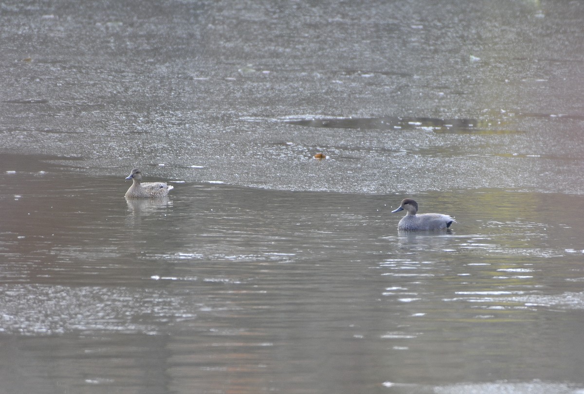 Gadwall - ML646014503