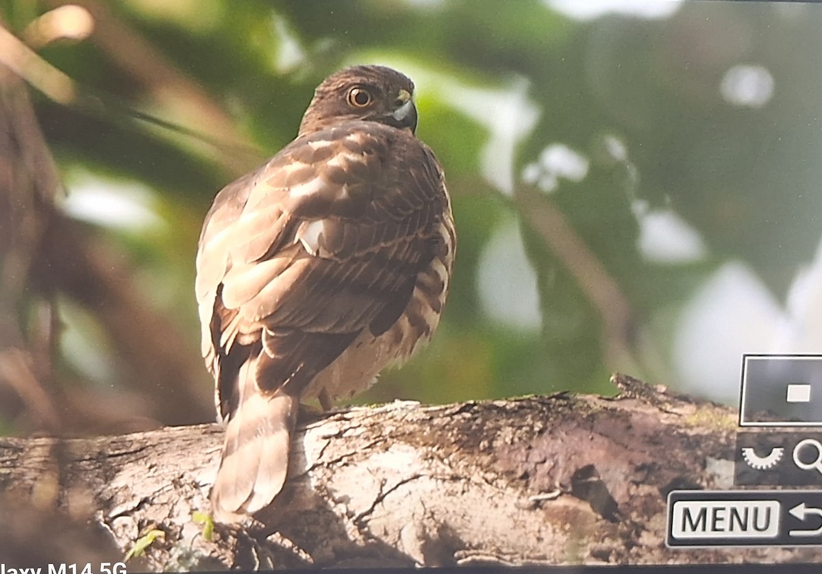 Gavilán Besra - ML646014507