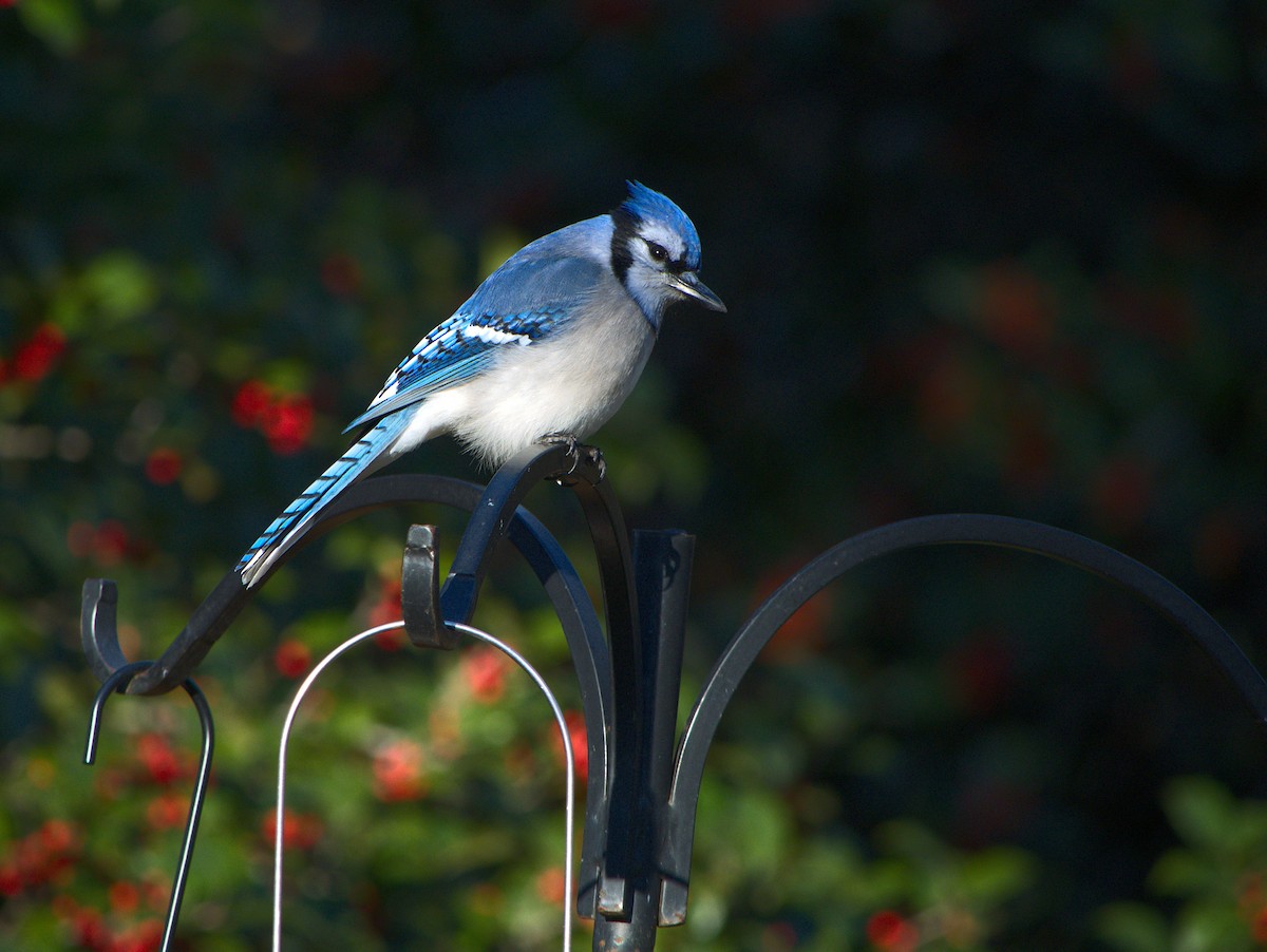 blåskrike - ML646014509