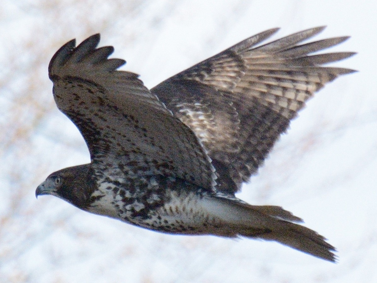 Red-tailed Hawk (borealis) - ML646014511
