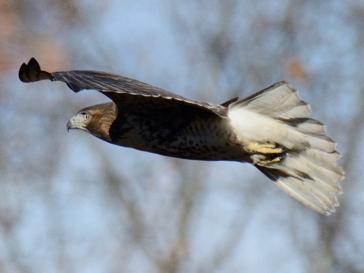 Red-tailed Hawk (borealis) - ML646014512