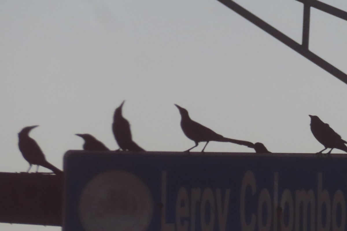 Great-tailed Grackle - ML646014513