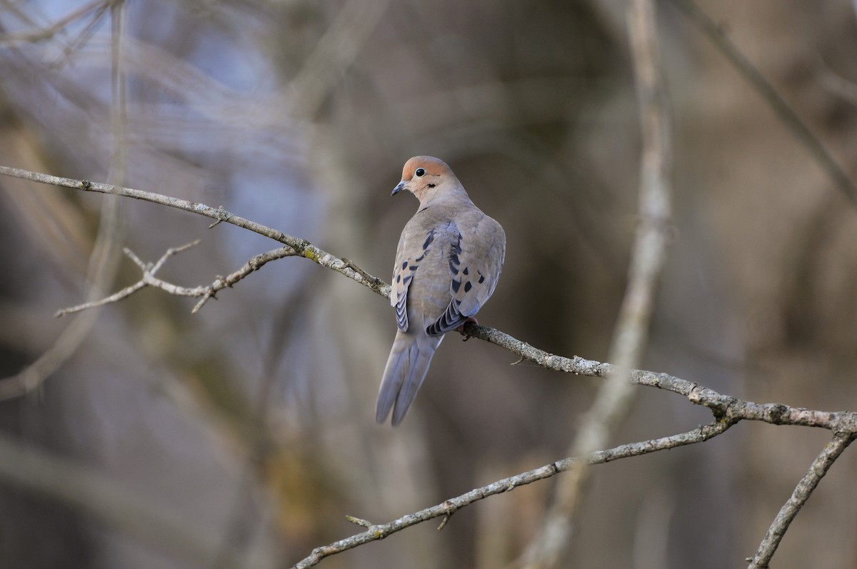 Mourning Dove - ML646014517
