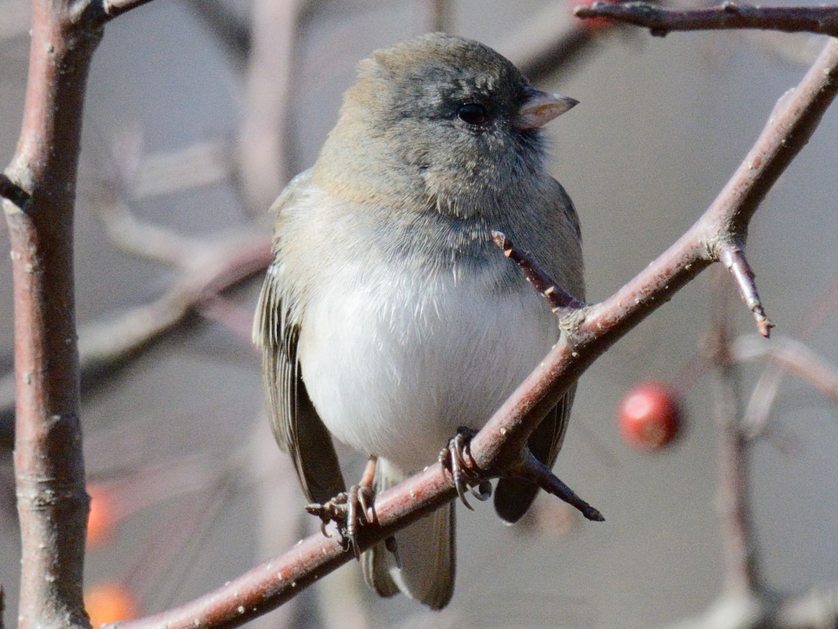 strnadec zimní (ssp. hyemalis/carolinensis) - ML646014523