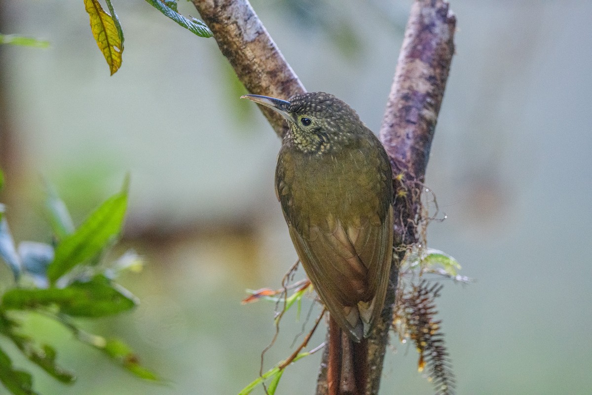 Olive-backed Woodcreeper - ML646014526
