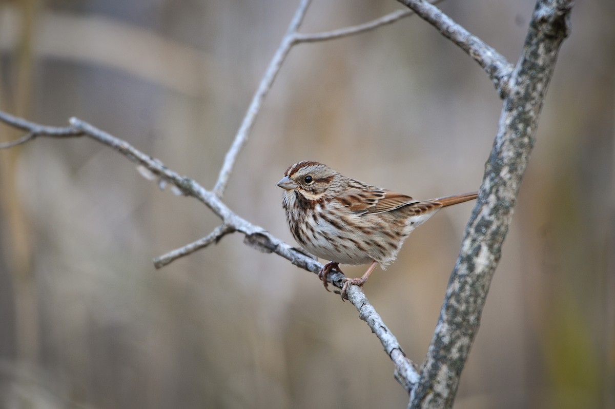 Song Sparrow - ML646014530
