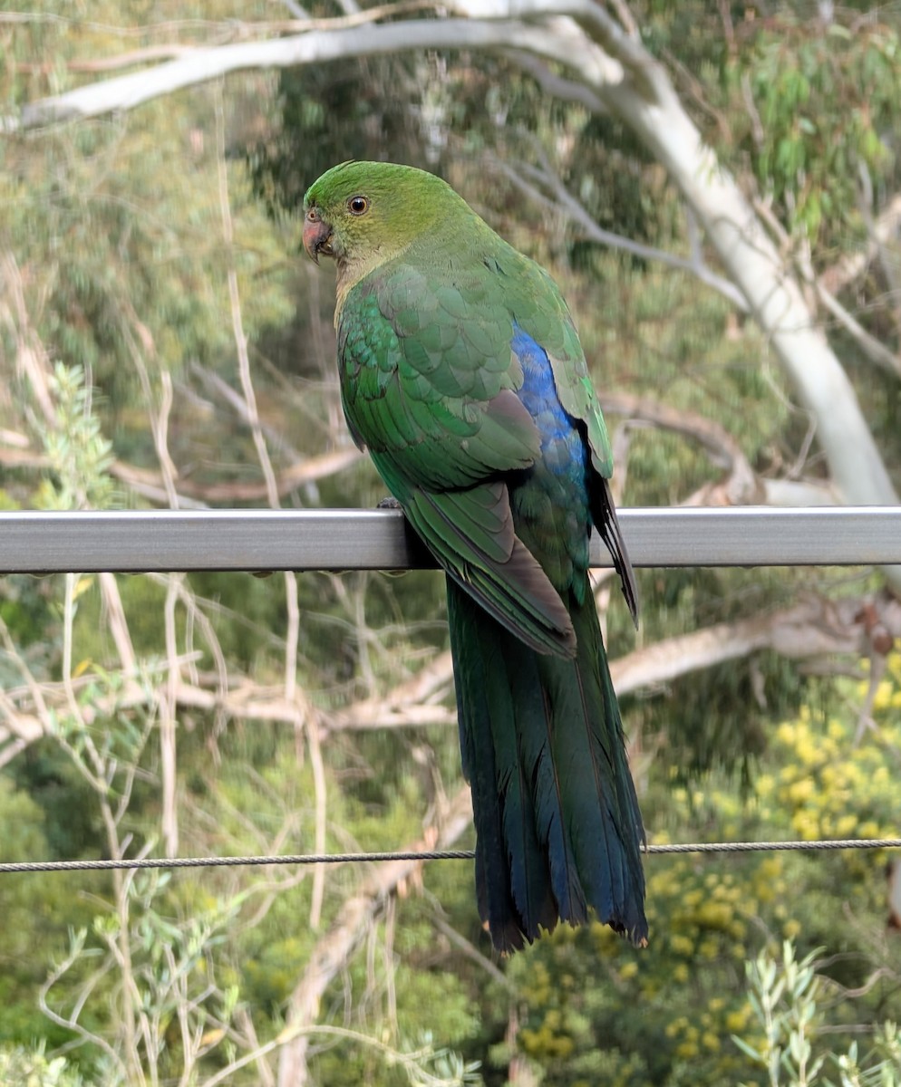 papouškovec královský - ML646014536