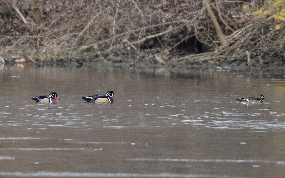 kachnička karolínská - ML646014537