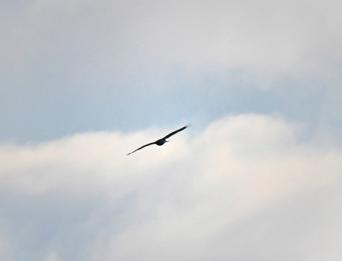 orel bělohlavý - ML646014540