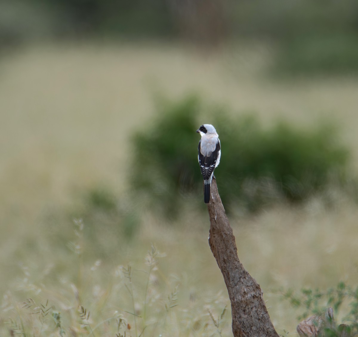 ťuhýk menší - ML646014541