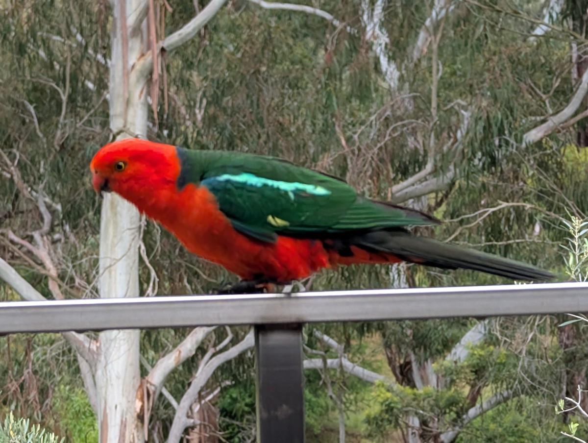 papouškovec královský - ML646014542