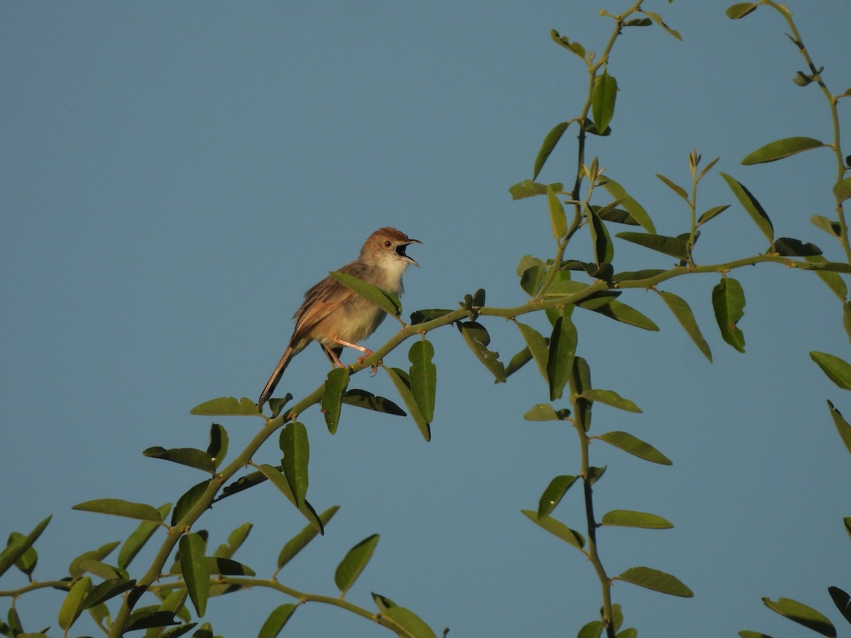 Rattling Cisticola - ML646014544