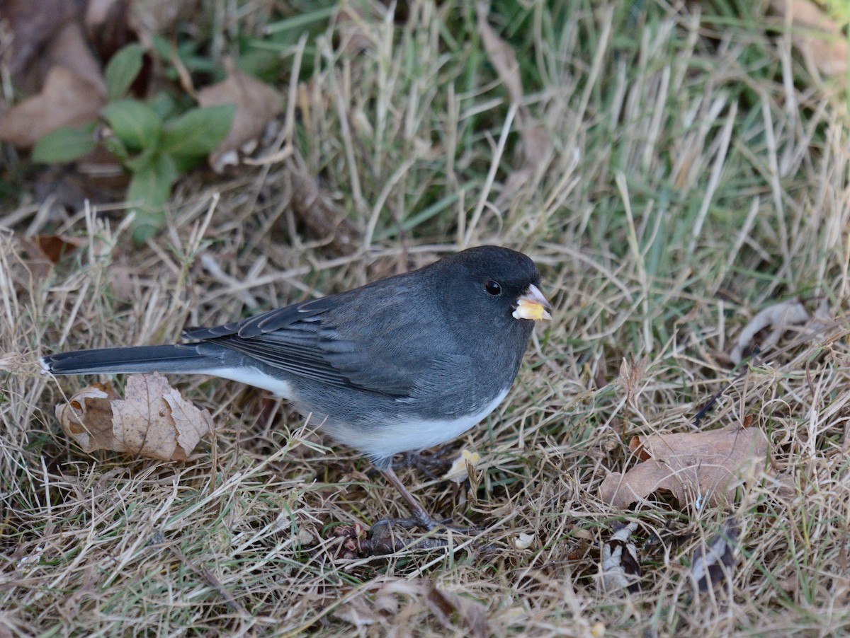 strnadec zimní (ssp. hyemalis/carolinensis) - ML646014546