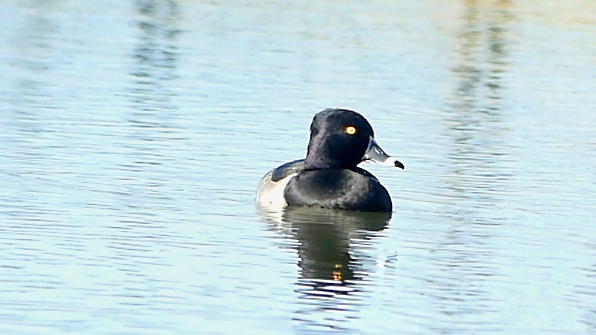 polák proužkozobý - ML646014547