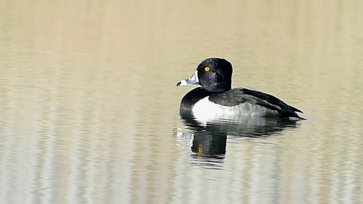 polák proužkozobý - ML646014548