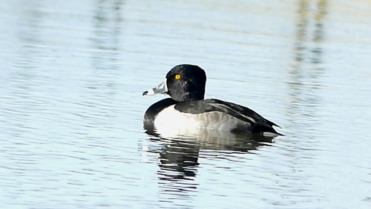 polák proužkozobý - ML646014549