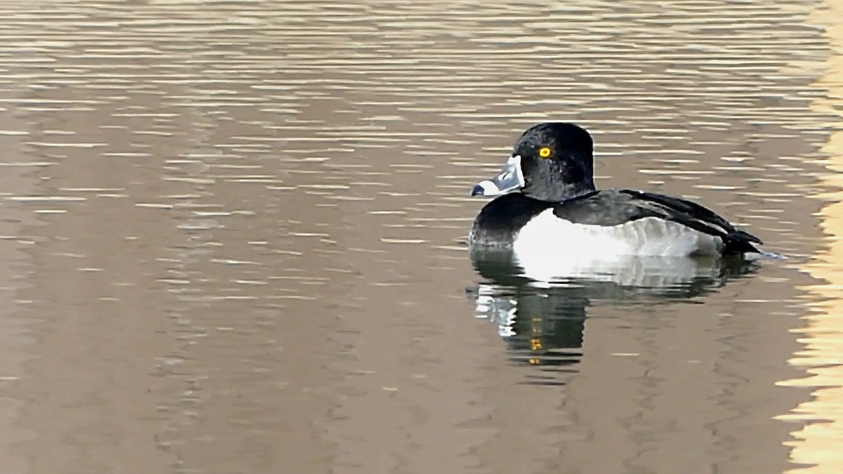 polák proužkozobý - ML646014550