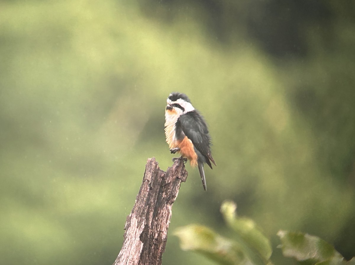 sokolík rezavohrdlý - ML646014551