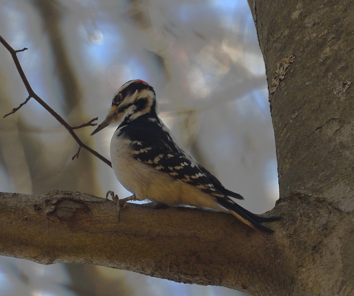 strakapoud americký - ML646014552