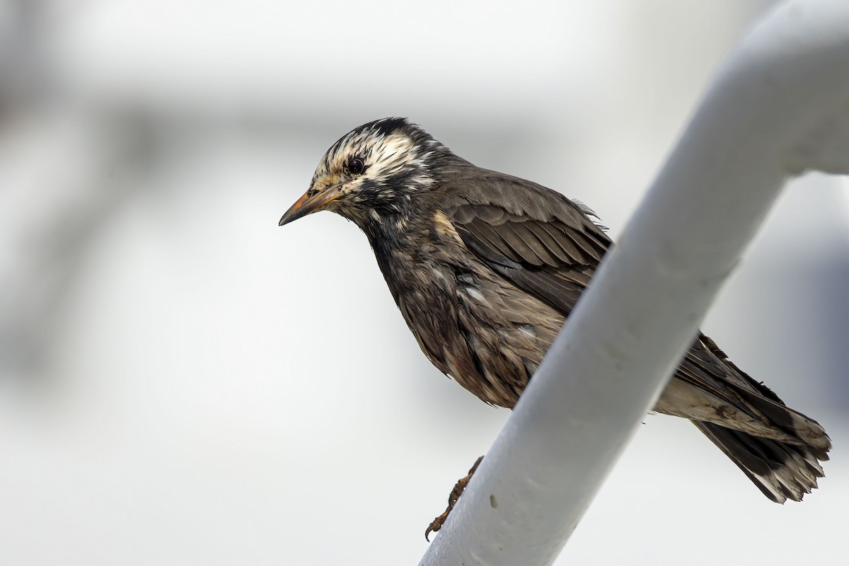 špaček východní - ML646014553