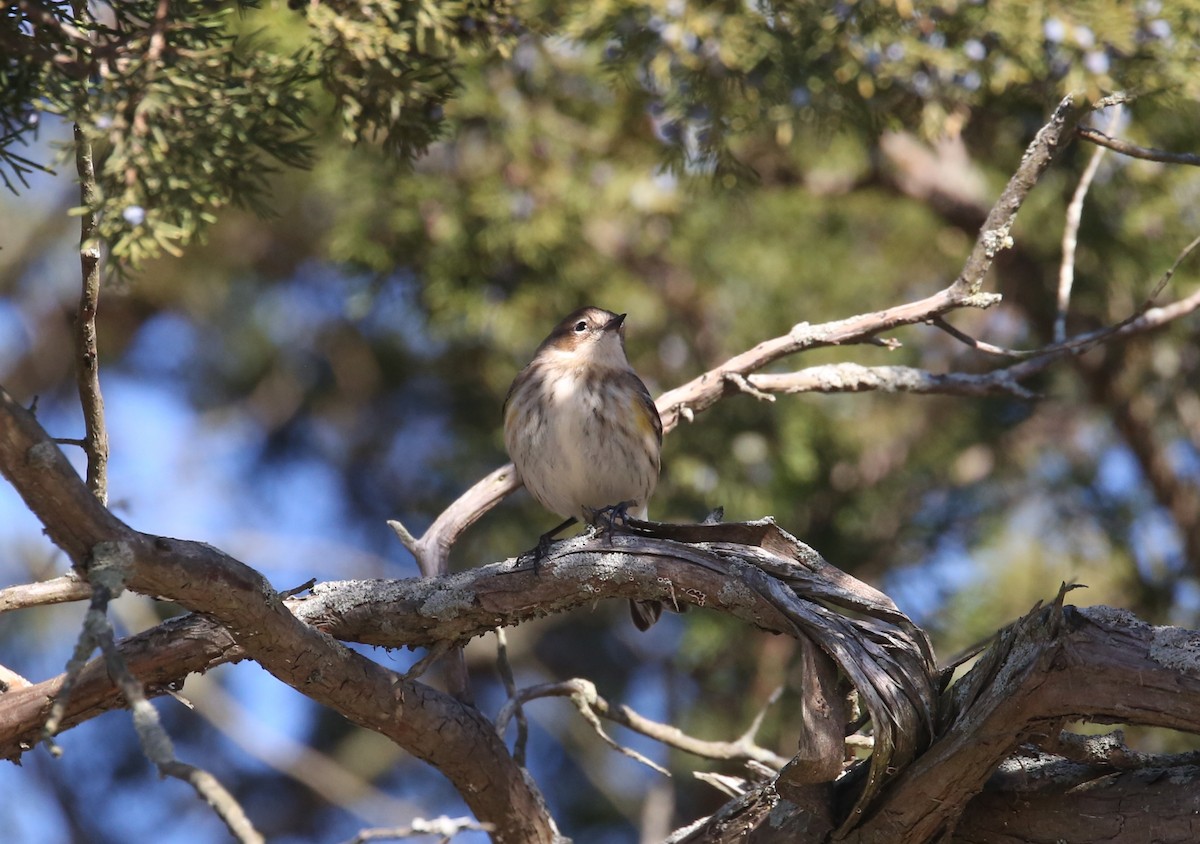 lesňáček žlutoskvrnný (ssp. coronata) - ML646014555
