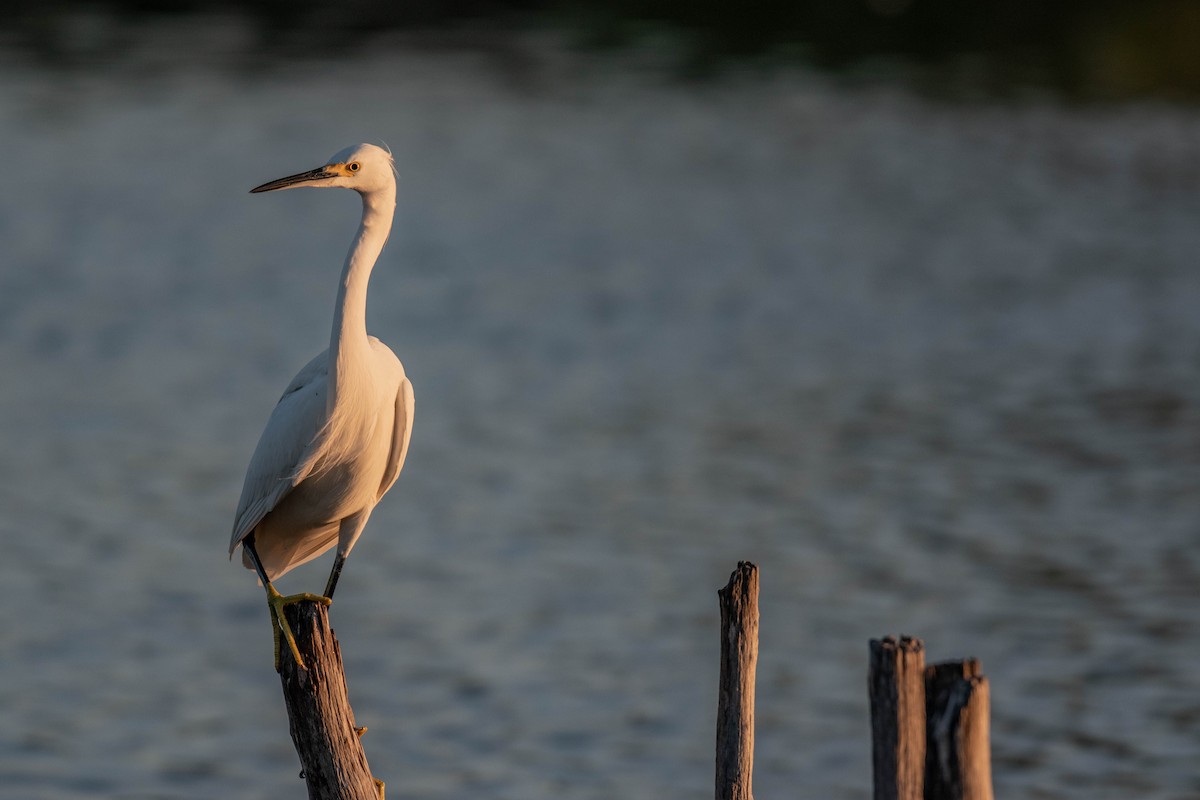 volavka bělostná - ML646014557