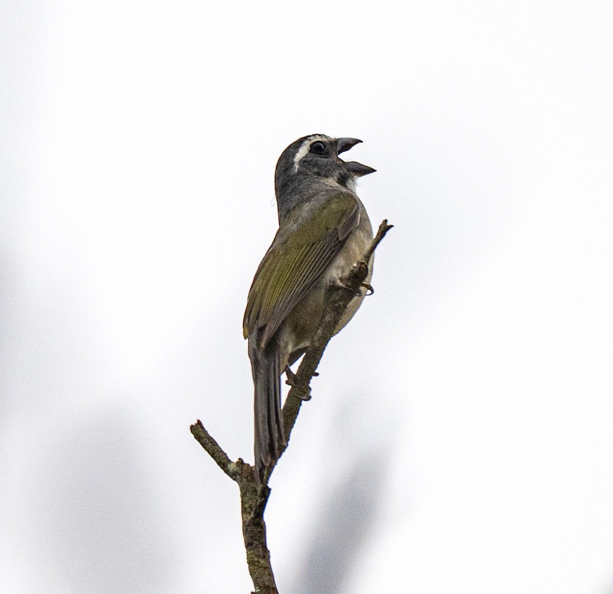 Green-winged Saltator - ML646014560