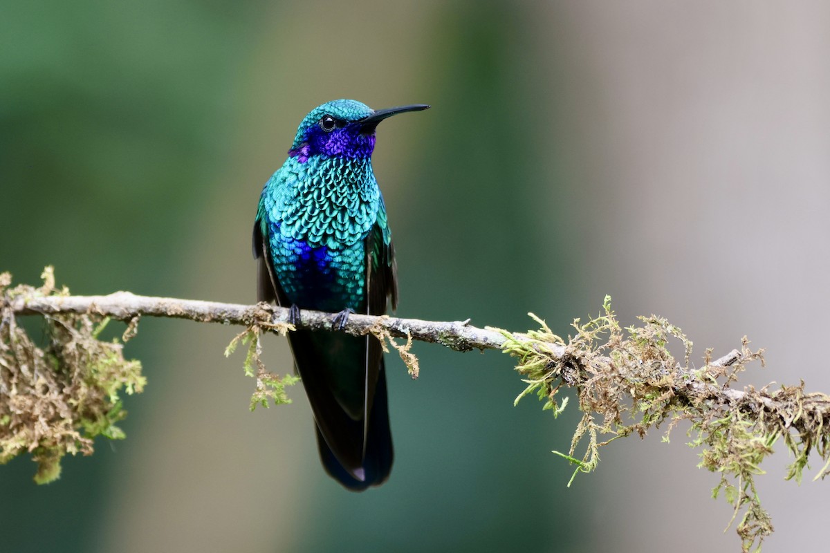 Колібрі синьочеревий - ML646014562