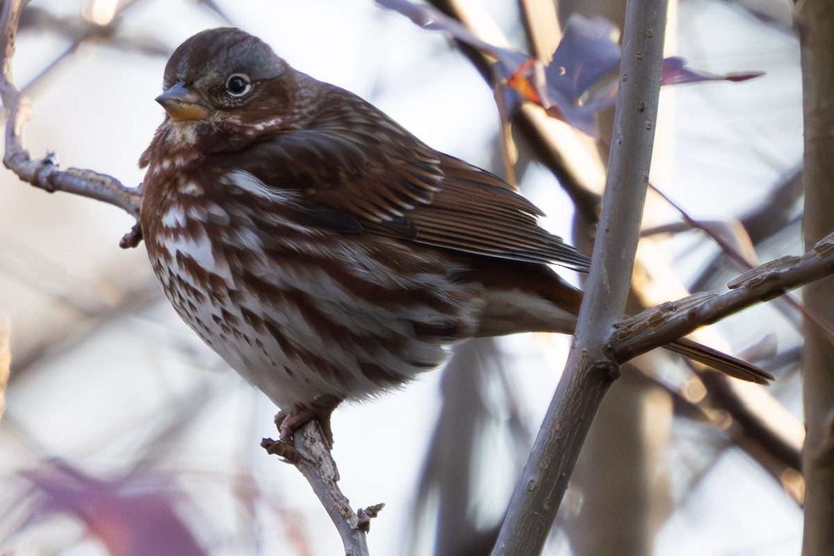 strnadec kaštanový - ML646014566