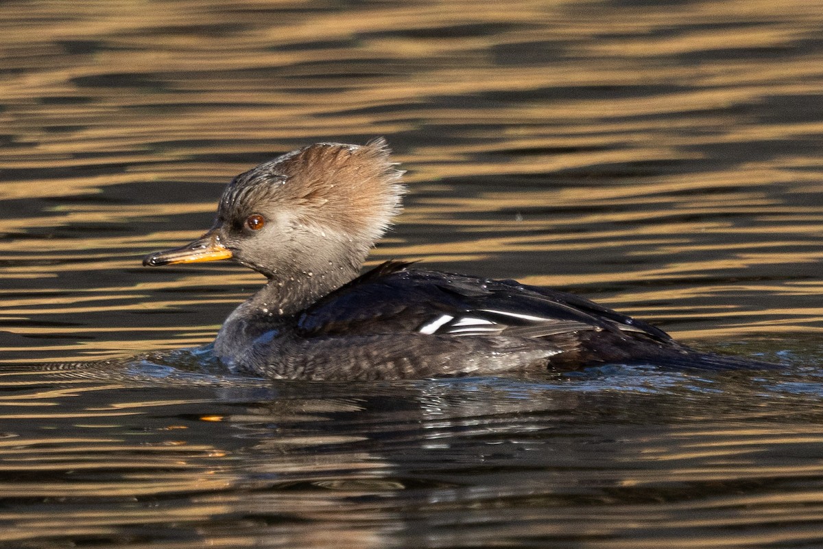 Hooded Merganser - ML646014575