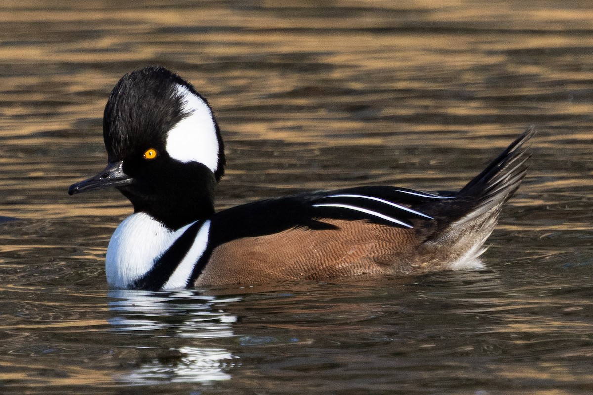 Hooded Merganser - ML646014576