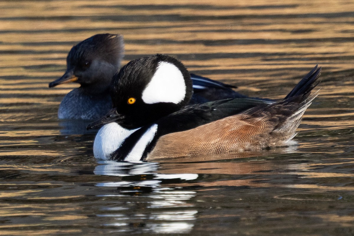 Hooded Merganser - ML646014578