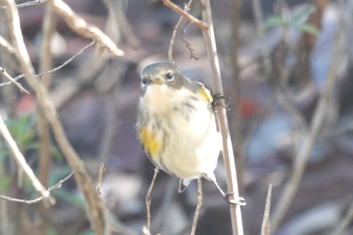 Yellow-rumped Warbler - ML646014593