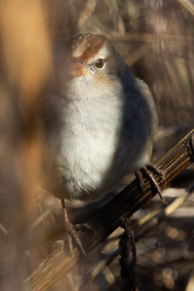 White-crowned Sparrow - ML646014596