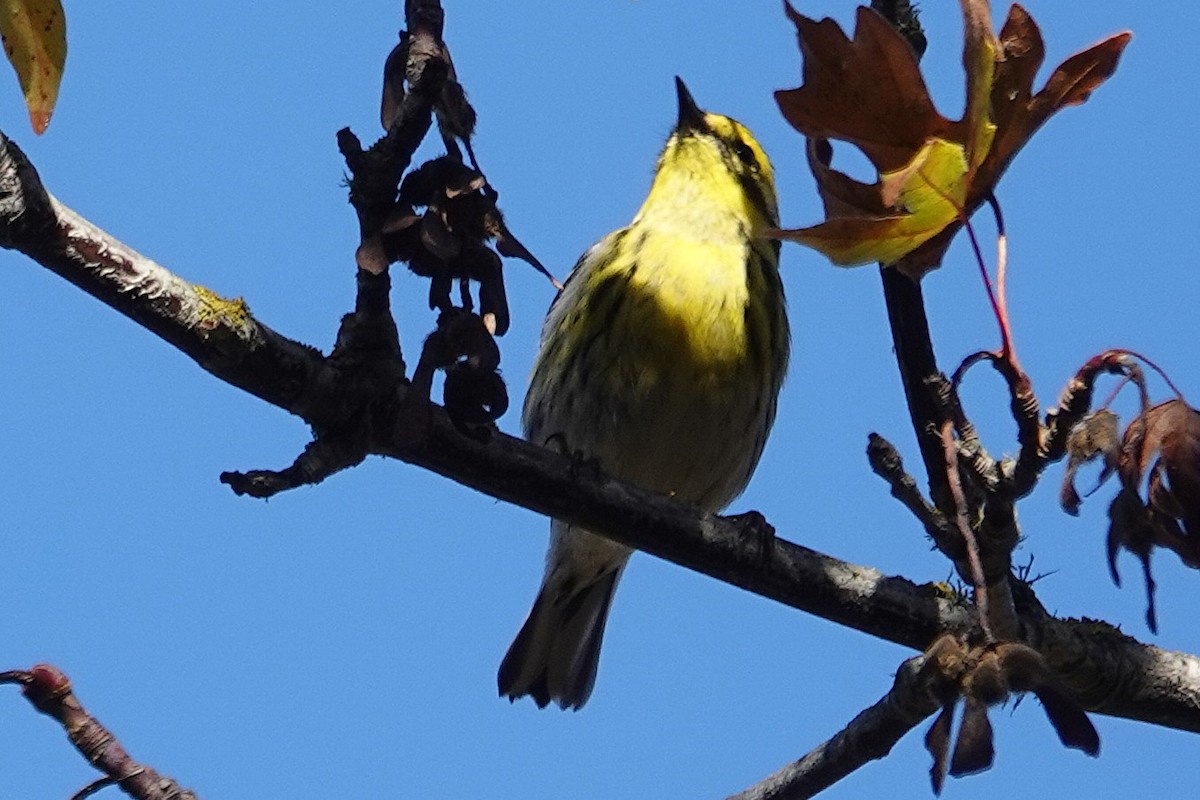 Townsend's Warbler - ML646014601