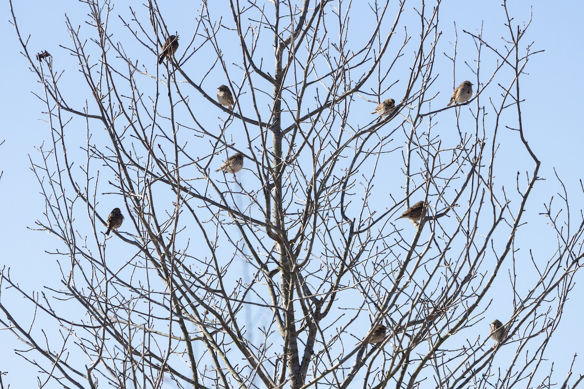 Savannah Sparrow - ML646014604