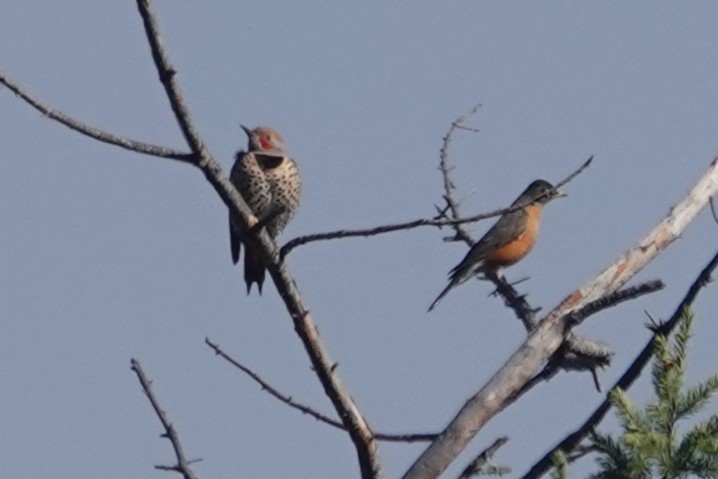 Northern Flicker - ML646014615