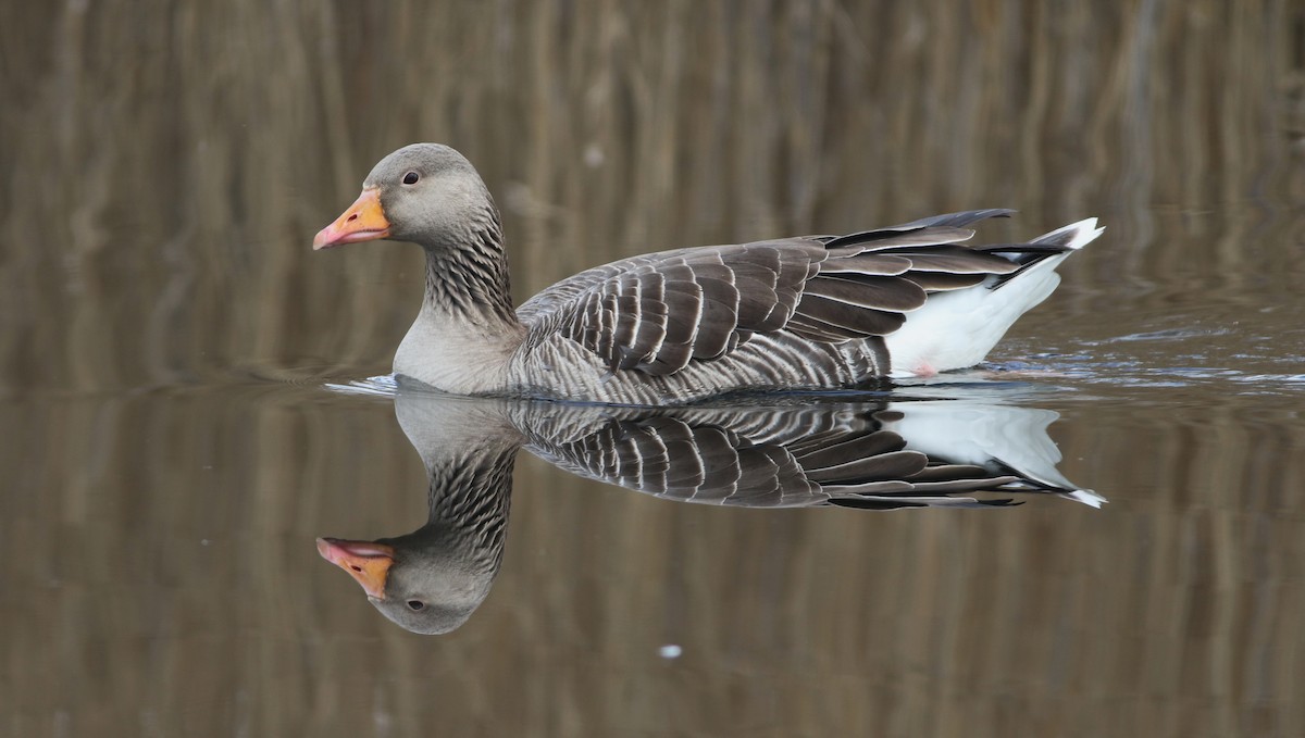 Graylag Goose - ML646014620