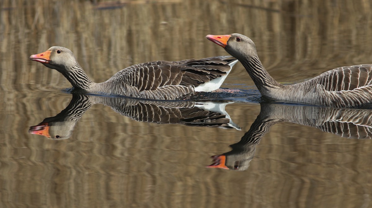 Graylag Goose - ML646014622