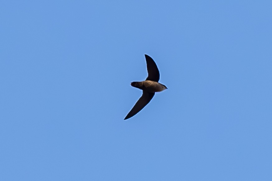 Chimney Swift - ML646014624