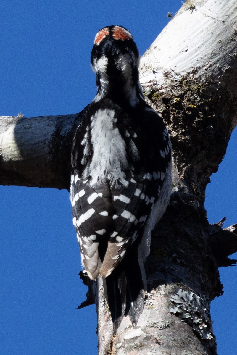 Hairy Woodpecker - ML646014627