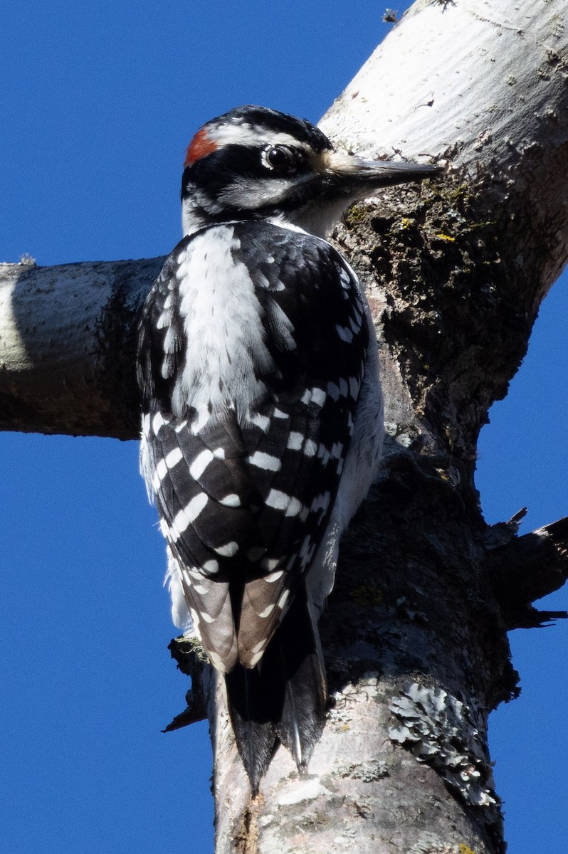 Hairy Woodpecker - ML646014628