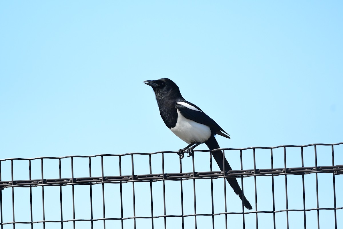 Дорнын шаазгай - ML646014642