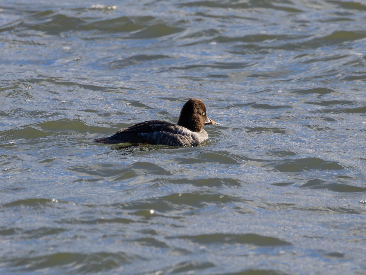 キタホオジロガモ - ML646014645