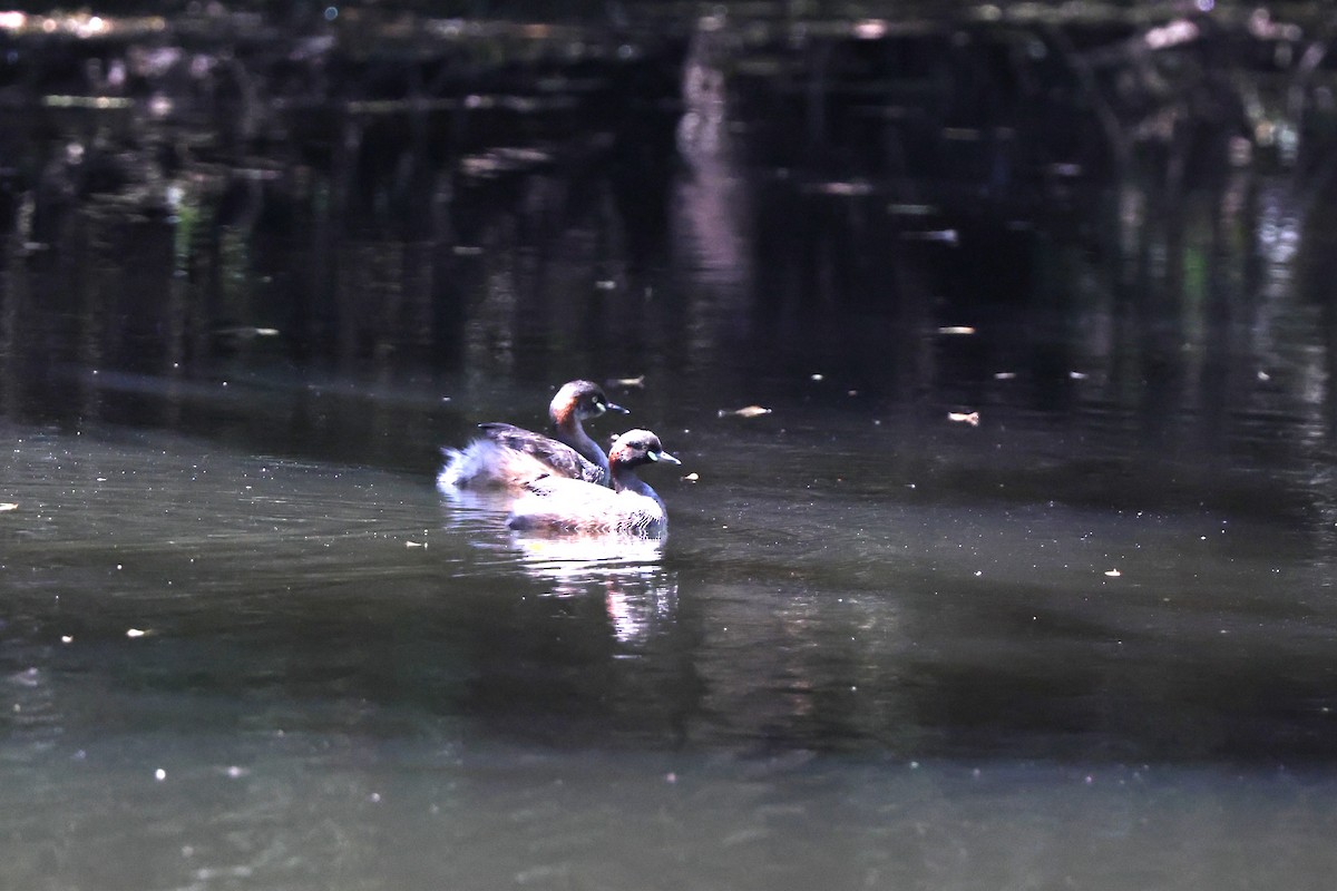 Australasian Grebe - ML646014649