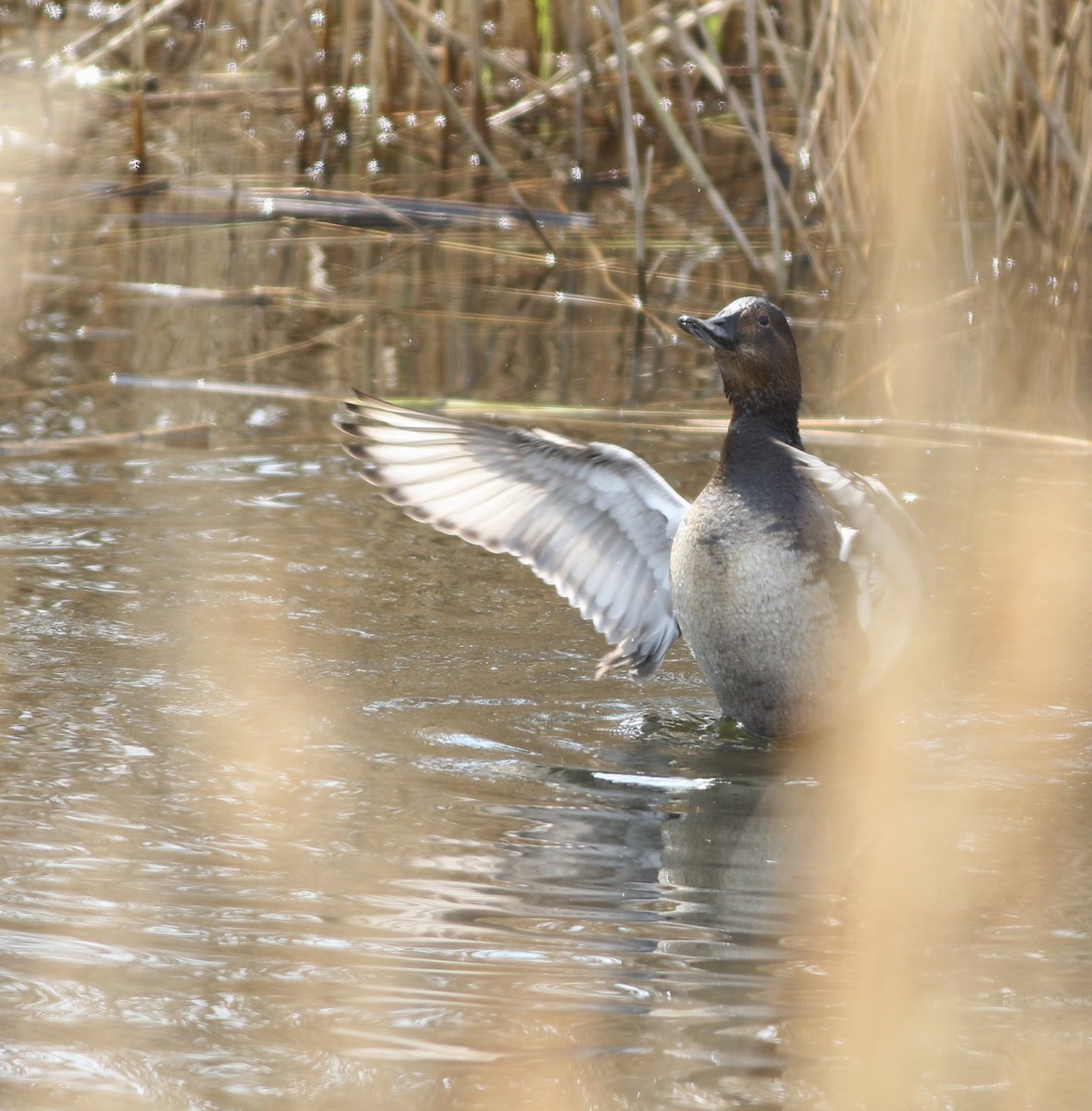 Common Pochard - ML646014650