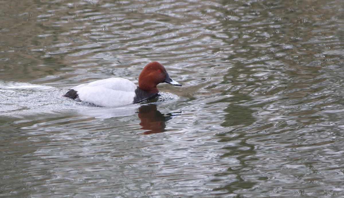 Common Pochard - ML646014652